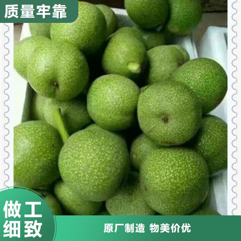 质量好的核桃苗大型厂家让利客户