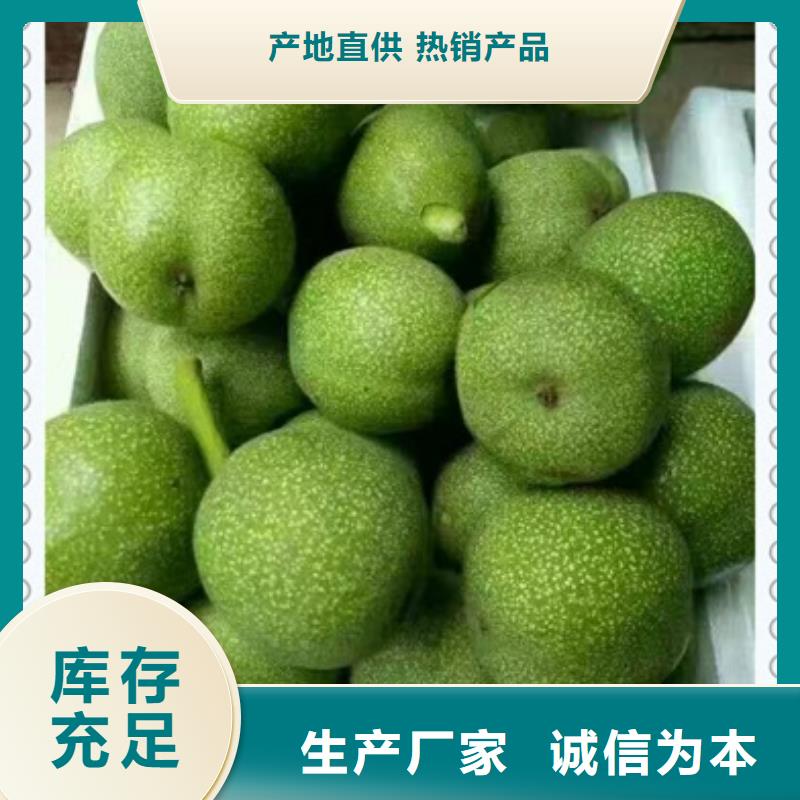 生產銷售核桃苗廠家