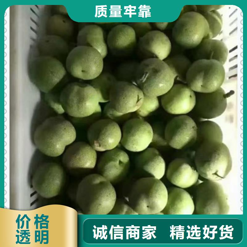 有现货的核桃苗生产厂家
