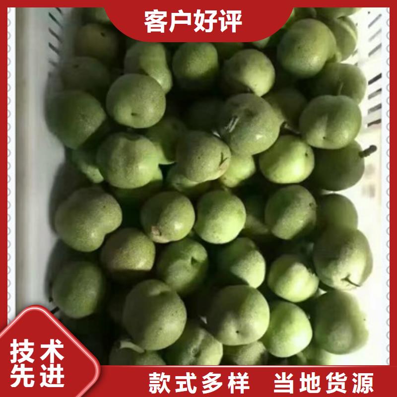 規格全的核桃苗實體廠家同城廠家