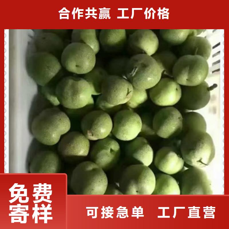 核桃苗-精选厂家