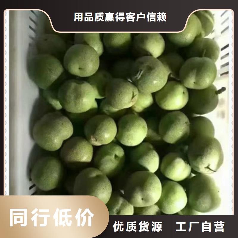 核桃苗哪家好