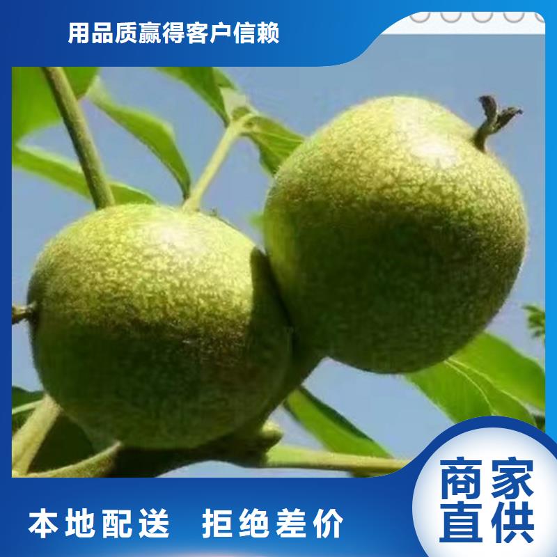 核桃苗質量過硬