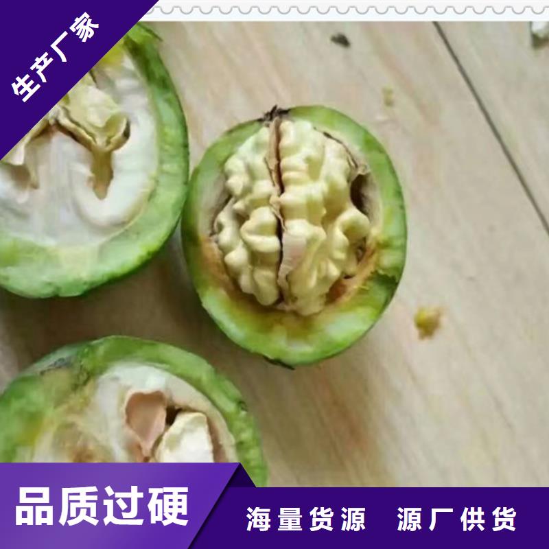 現貨充足的核桃苗廠家