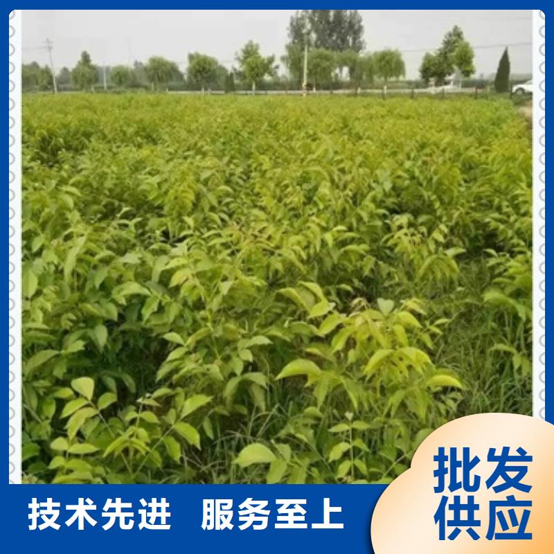 核桃苗重口碑厂家