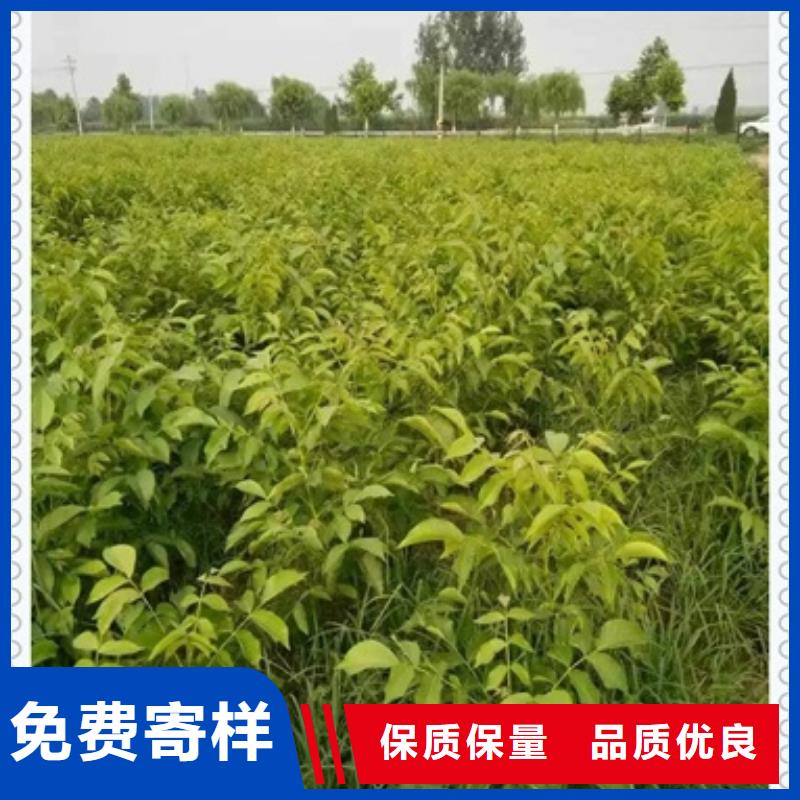 性價比高的核桃苗供貨商