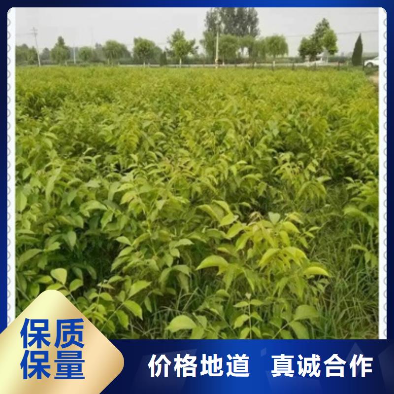 核桃苗-放心可靠