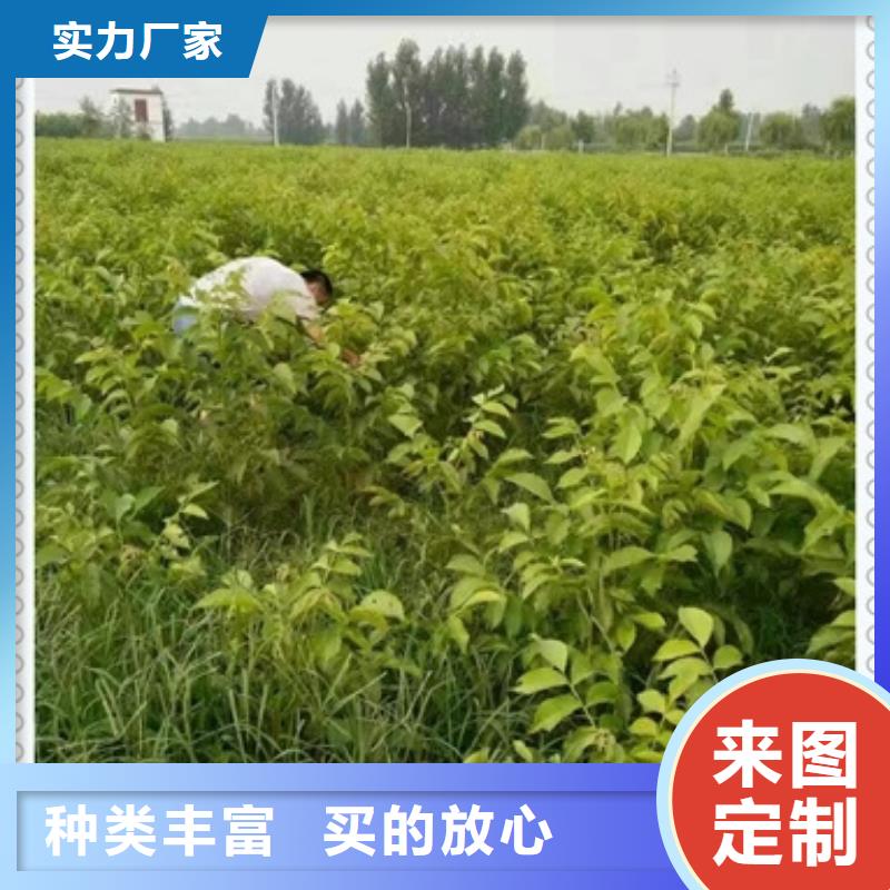 核桃苗質量過硬