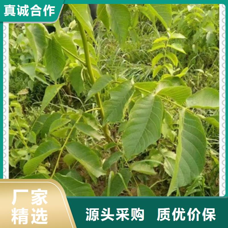 核桃苗-我們是廠家！
