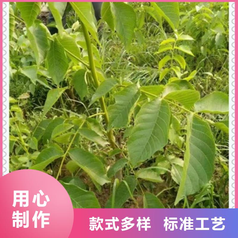 核桃苗期待您的垂詢