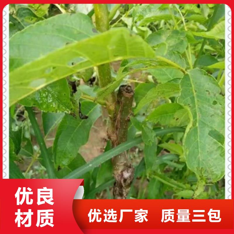 核桃苗質量過硬