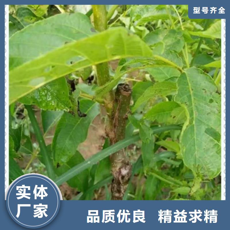 核桃苗实体大厂