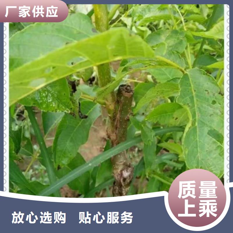 規格全的核桃苗實體廠家
