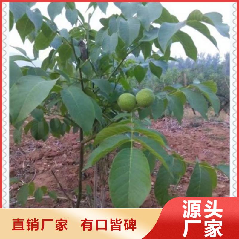核桃苗-核桃苗厂家现货