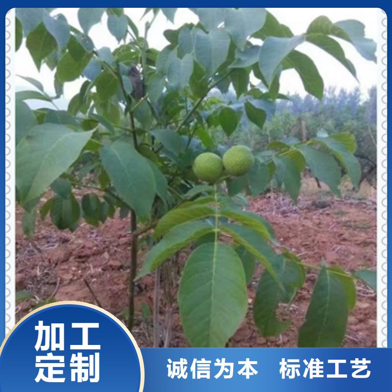 2025現貨供應##核桃苗##型號齊全