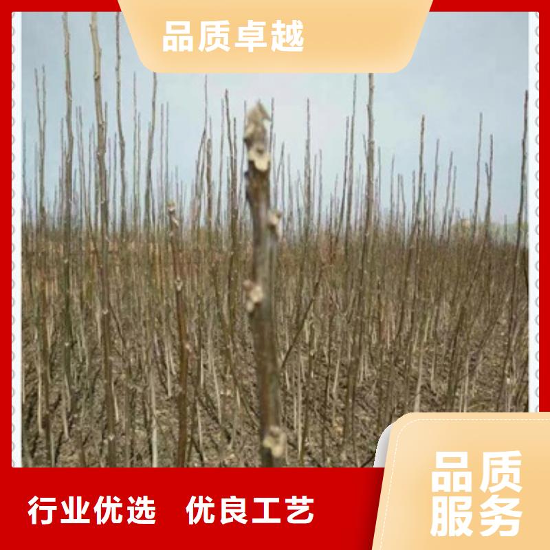 核桃苗質量過硬