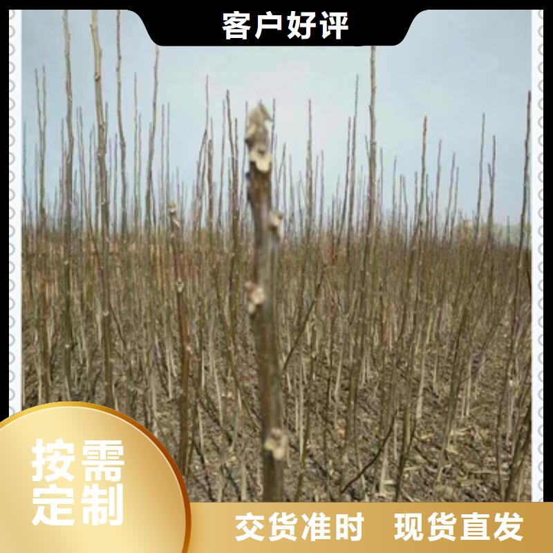 核桃苗公司地址