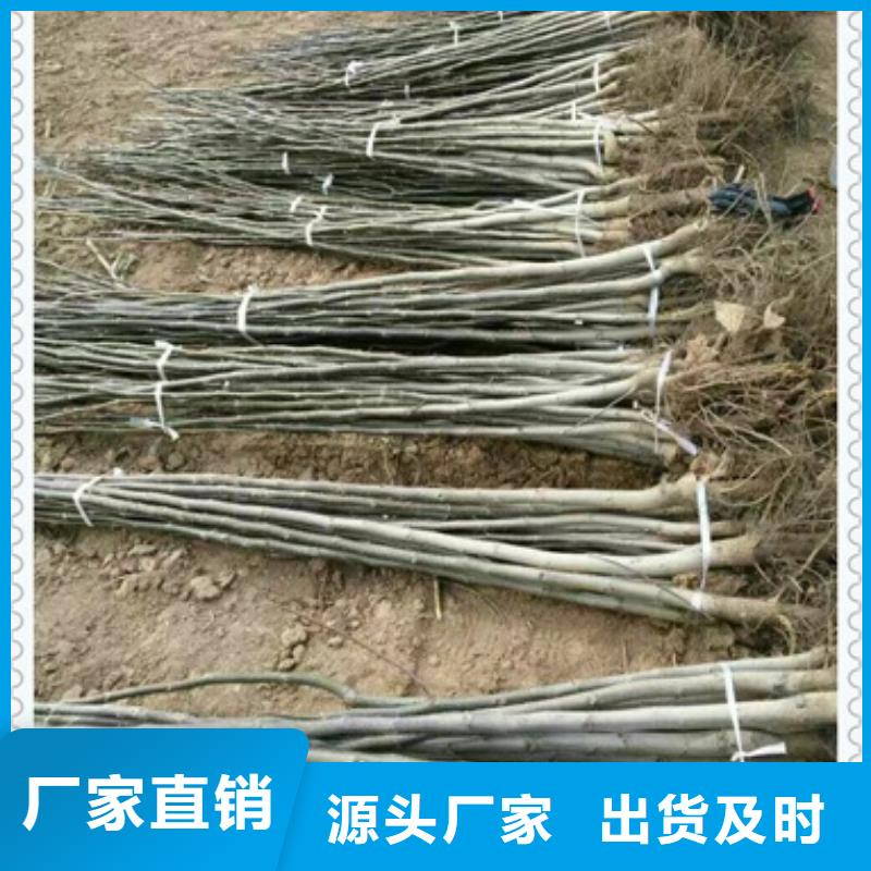 核桃苗正規生產廠家