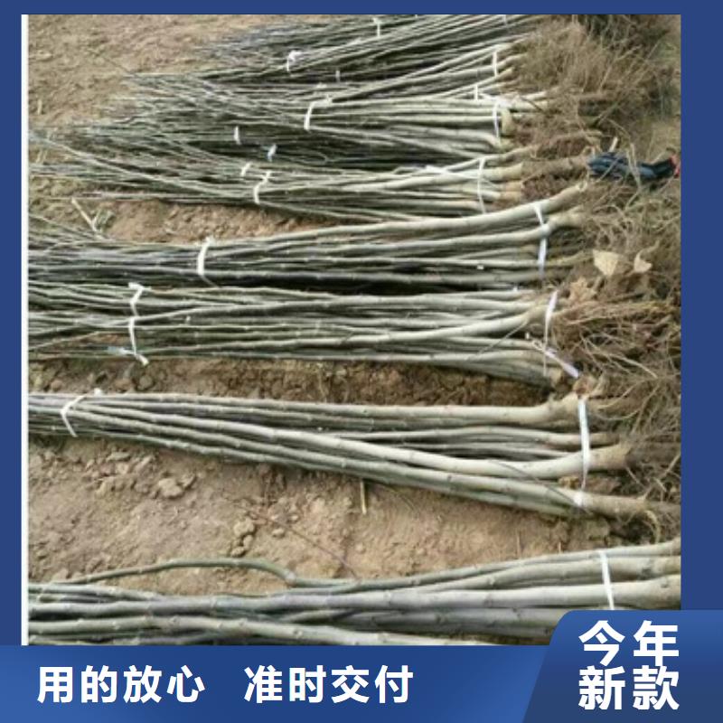 常年供應核桃苗-省錢