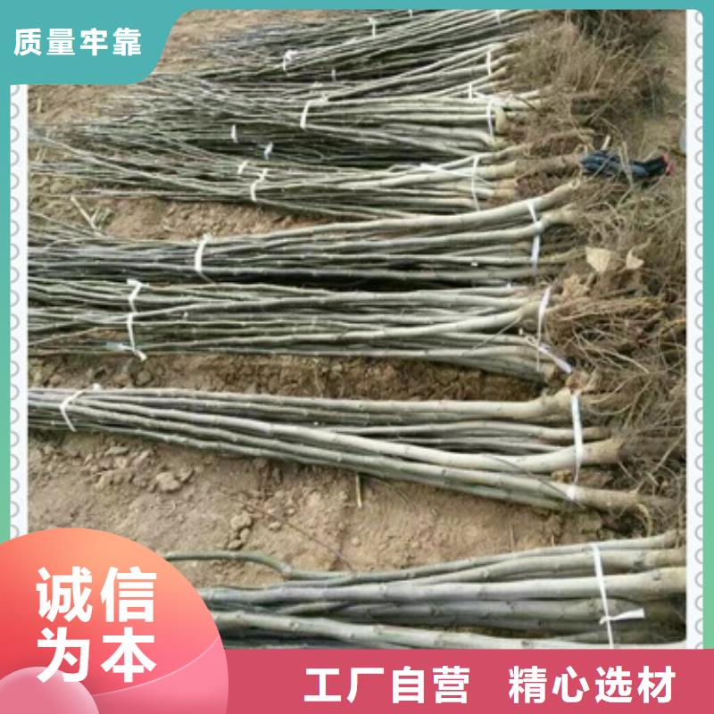 核桃苗廠家-質(zhì)量保證