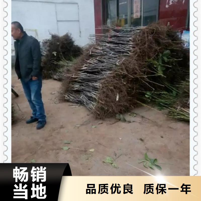 核桃苗-我們是廠家！
