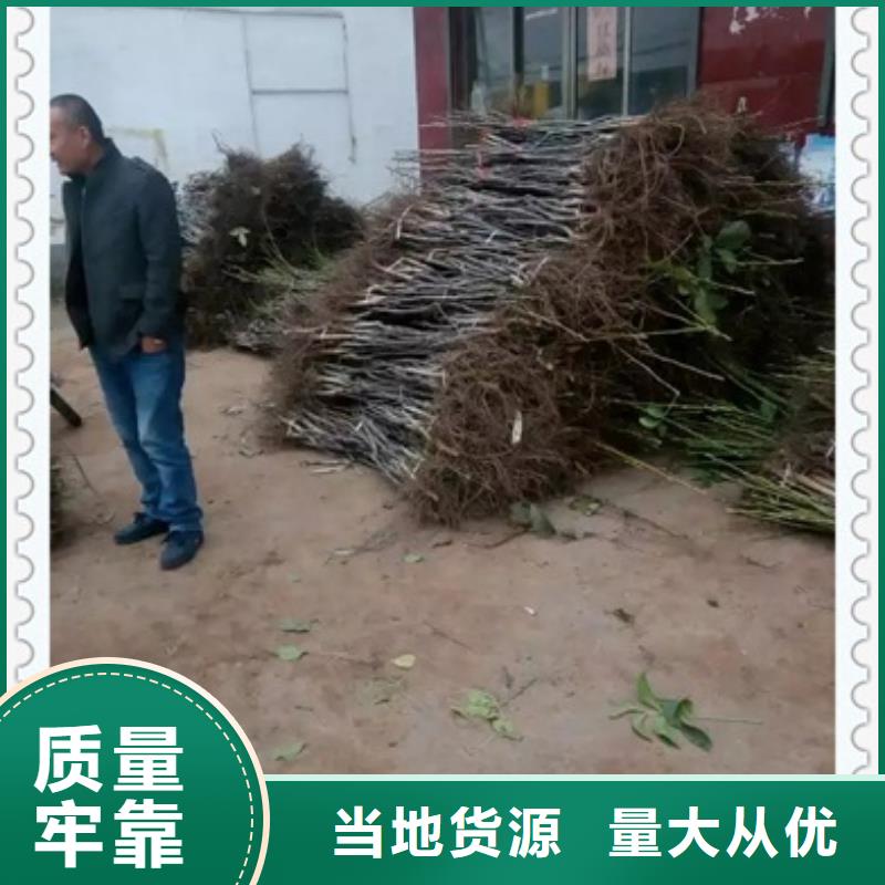 優惠的核桃苗實體廠家