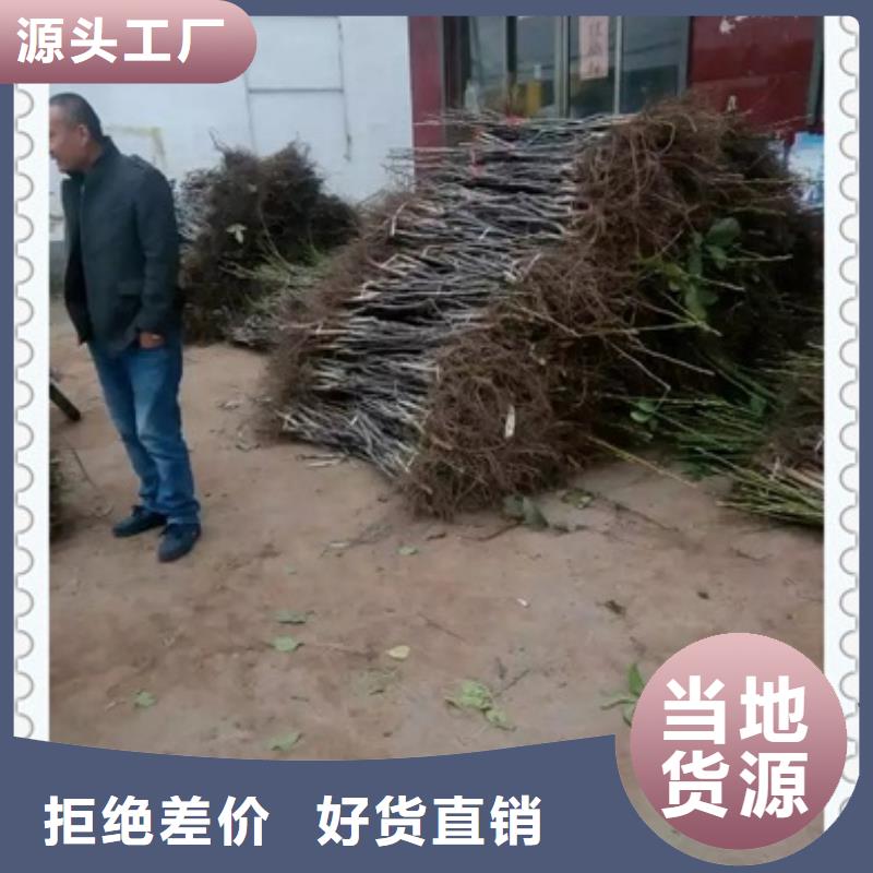 核桃苗-供应厂家