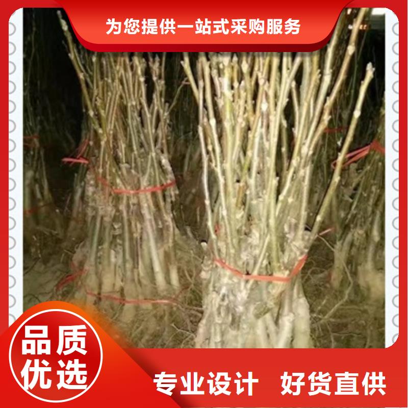 服務(wù)周到的核桃苗批發(fā)商