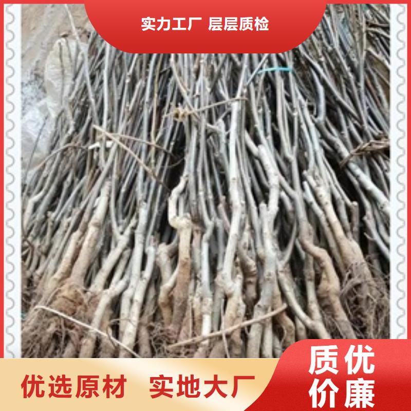 核桃苗-我們是廠家！