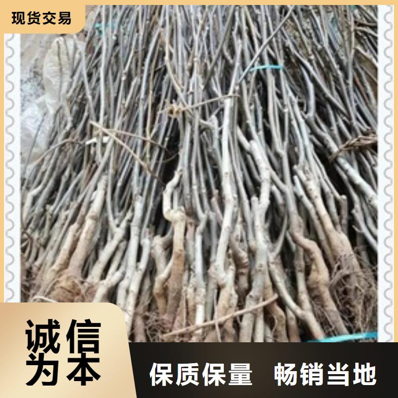 2025當天發(fā)貨#核桃苗#大量庫存