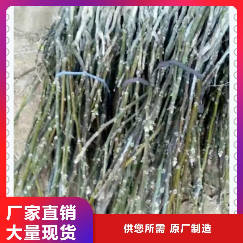 核桃苗-核桃苗省錢應用廣泛
