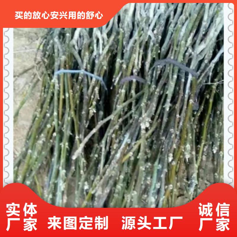 核桃苗行情走勢本地經銷商