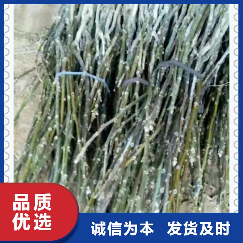 核桃苗-我們是廠家！