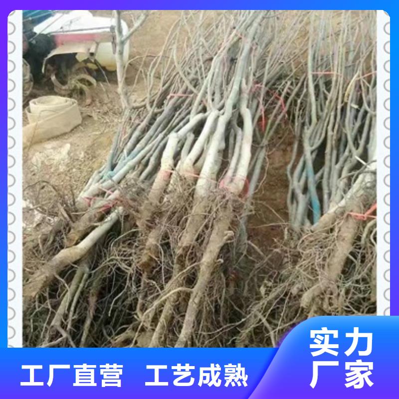 供应核桃苗 核桃苗批发