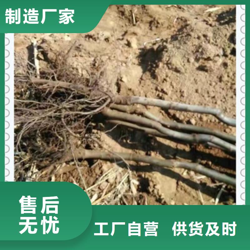 賣核桃苗的生產(chǎn)廠家