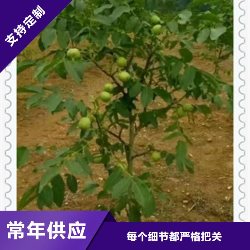 核桃苗批發(fā)零售