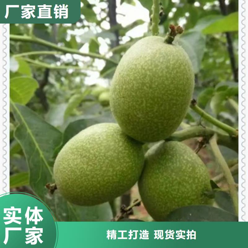 核桃苗薄利多銷