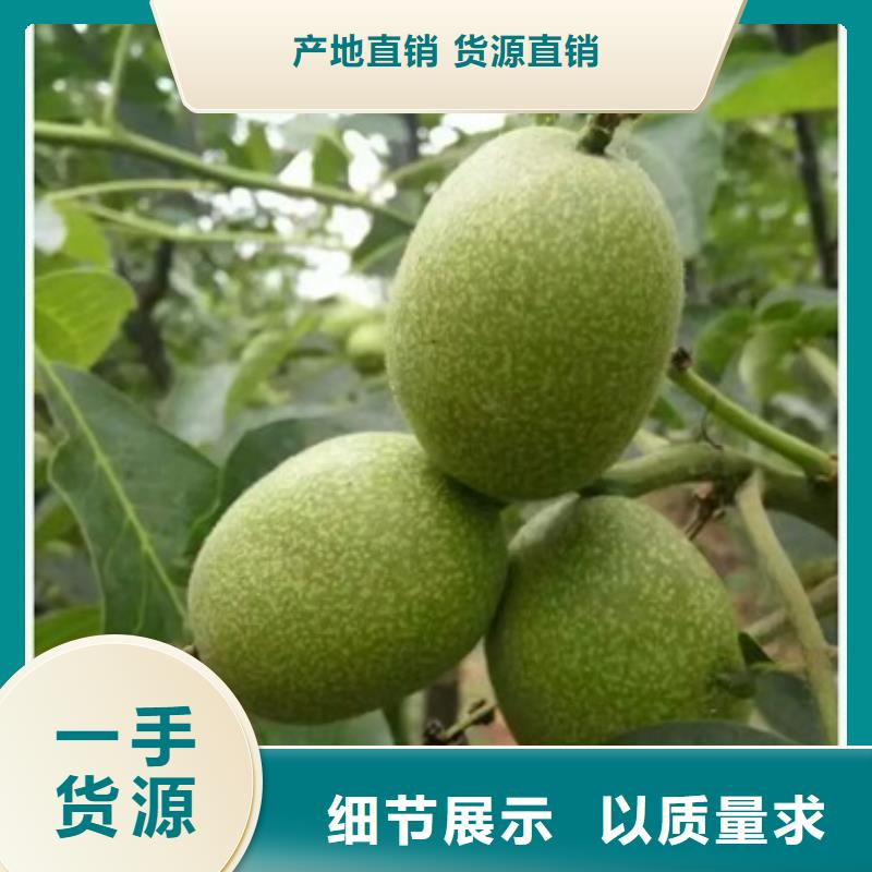 核桃苗全年低價