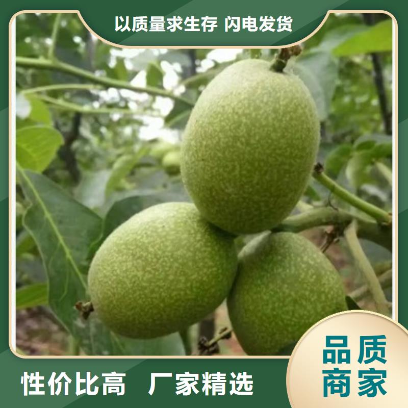 供应核桃苗_品牌厂家