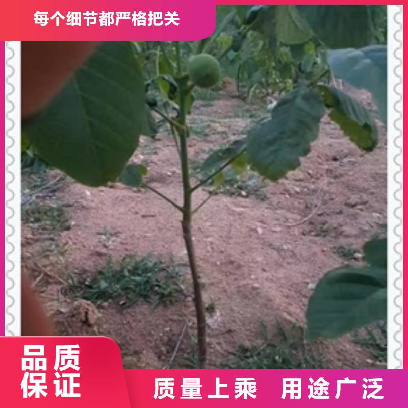 核桃苗薄利多銷