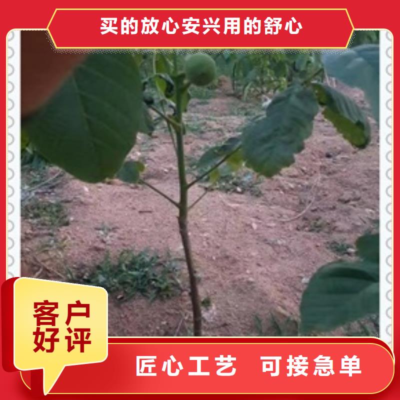 核桃苗哪家好