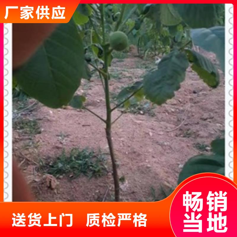 生產銷售核桃苗廠家