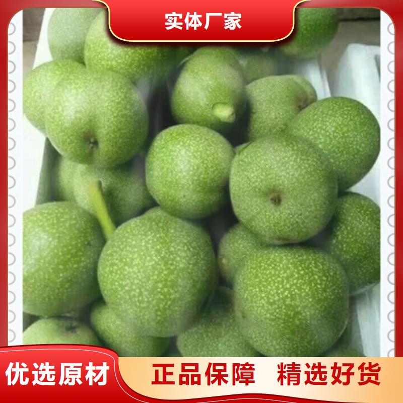 核桃苗重口碑厂家