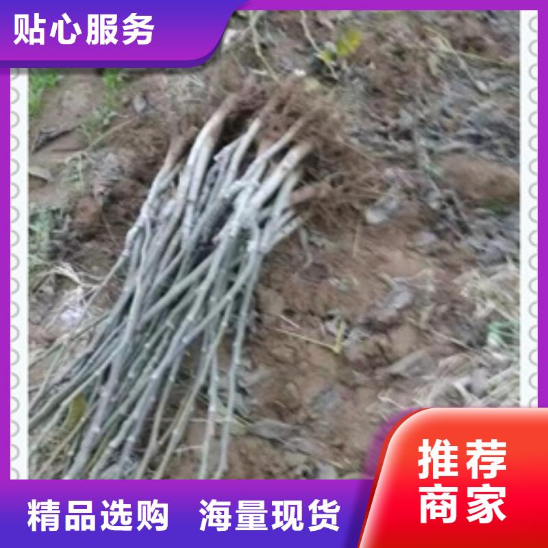 核桃苗正规生产厂家[本地]经销商