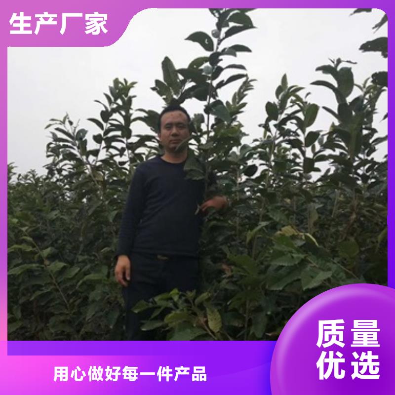 板栗苗行業資訊