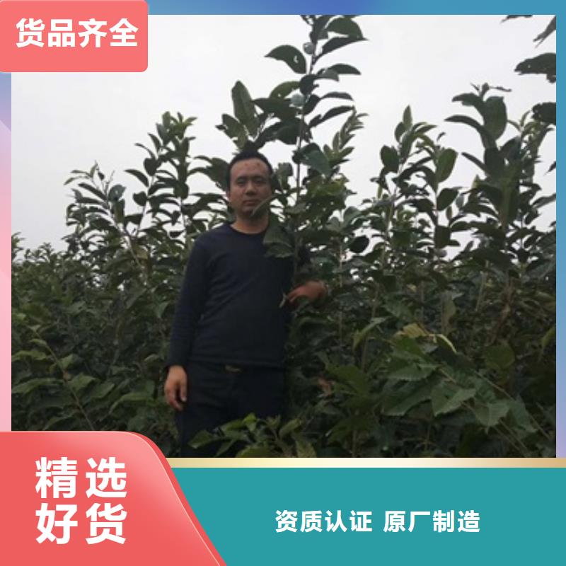 板栗苗厂家直销-找兴海苗木种植合作社品质保障价格合理