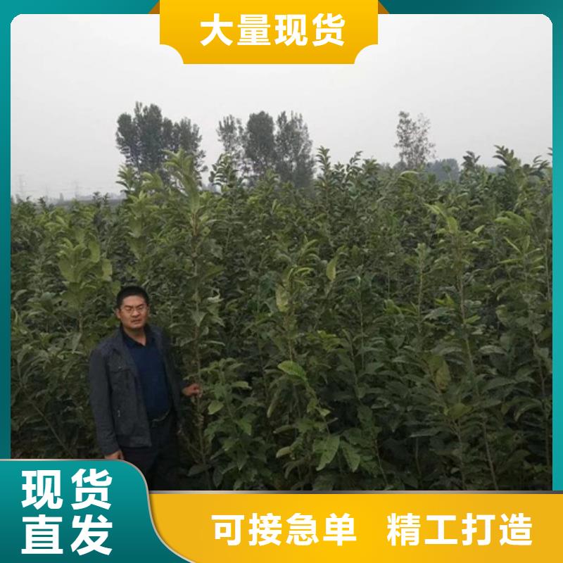 板栗苗批發廠家價格優惠