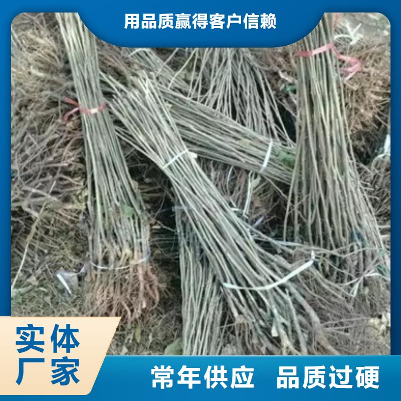 欢迎访问##板栗苗价格##现货销售