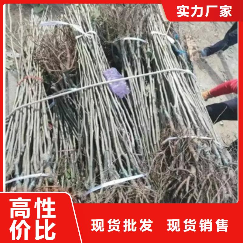 采購板栗苗必看-高性價比