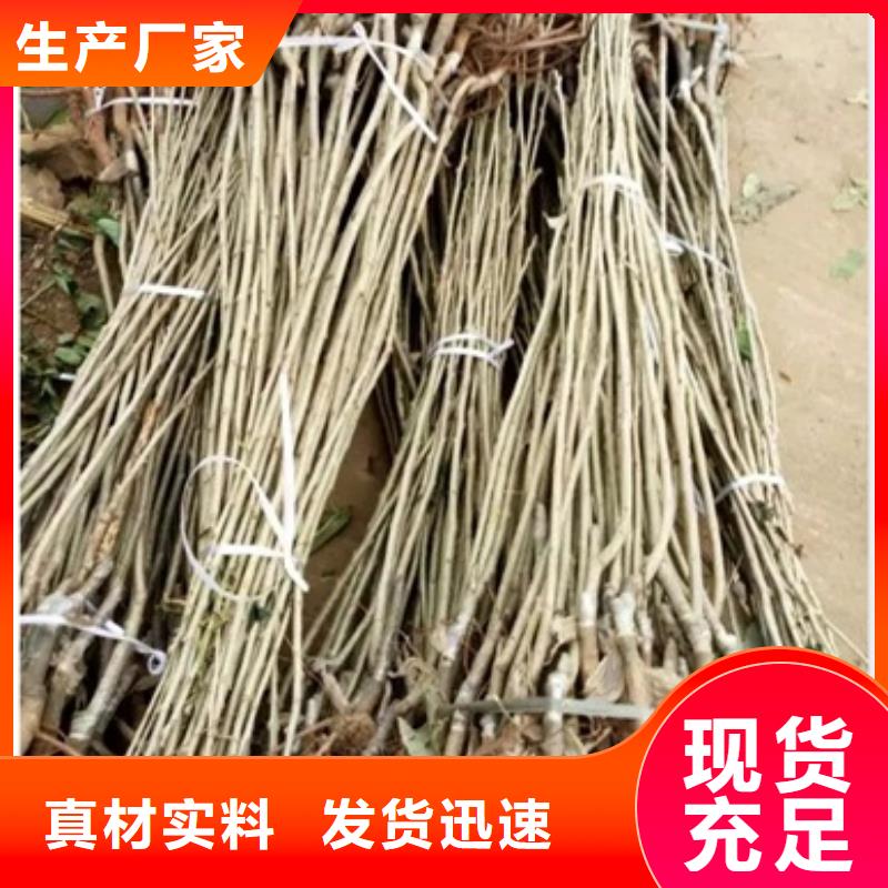 板栗苗價(jià)格行情走勢